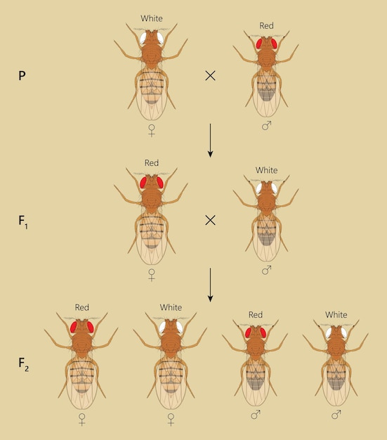 Vector cross between whiteeyed female fruit fly drosophila melanogaster and redeyed male