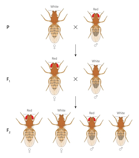 Vector cross between whiteeyed female fruit fly drosophila melanogaster and redeyed male