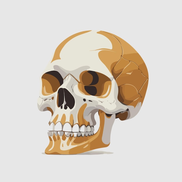 Crossing bones skull vector on a white background