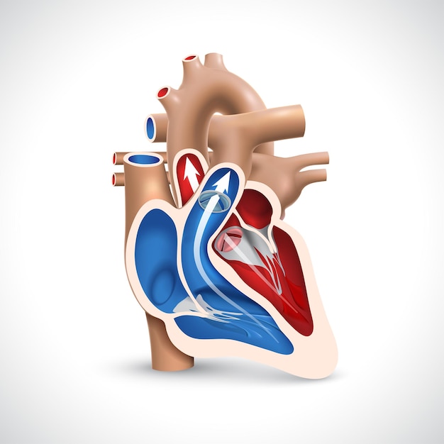 Vector crosssection of the human heart showing the bloodpumping function of the veins and arteries 2