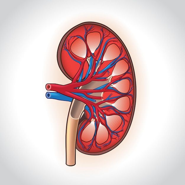 Crosssection of the human kidney sees the veins and the red veins