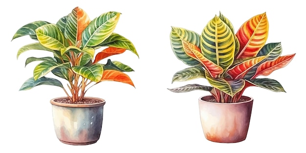 croton plant in a pot watercolor vector illustration