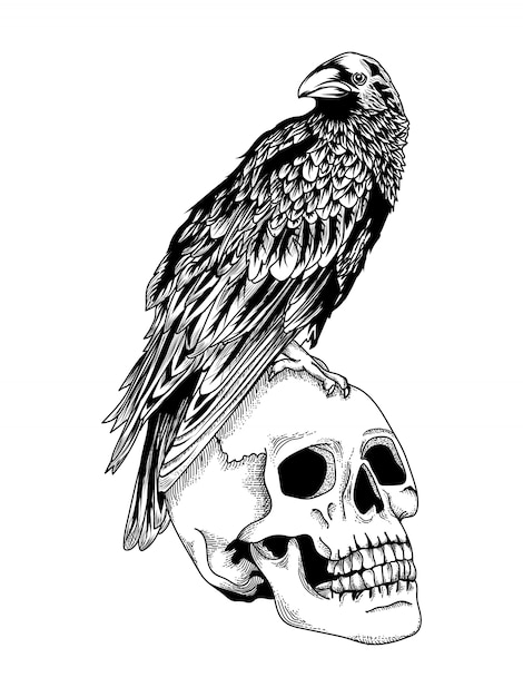 Vettore corvo su un cranio umano