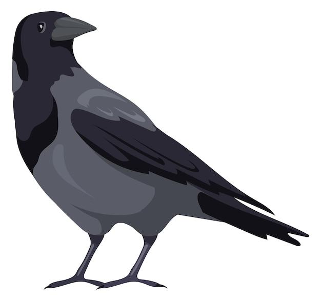 Vector crow icon wild bird with gray feather tail