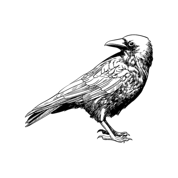 Vector crow line drawing