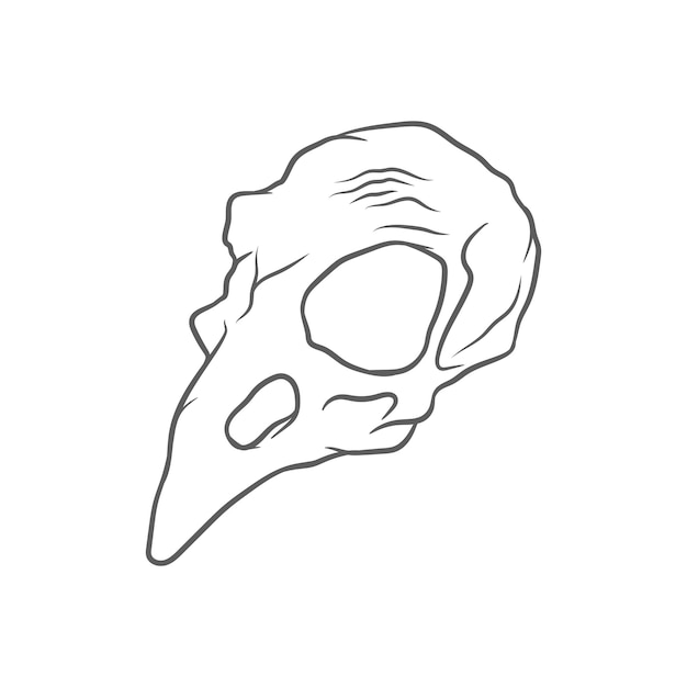 Crow skull drawing