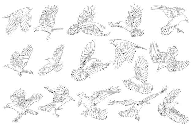 Vector crow vector line drawing