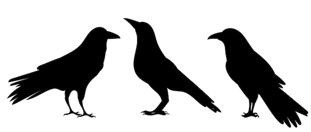 Crows black silhouette on white background