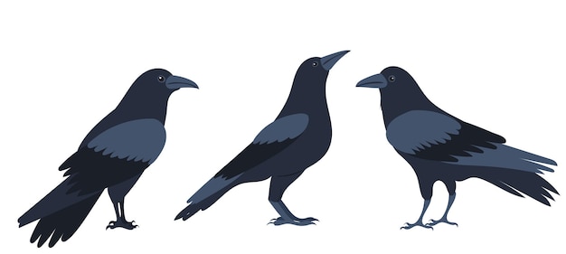 Crows set flat design isolated on white background vector