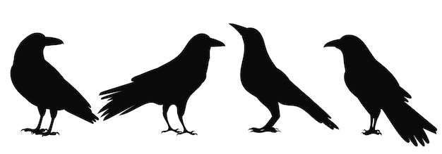 Crows silhouette on white background isolated vector