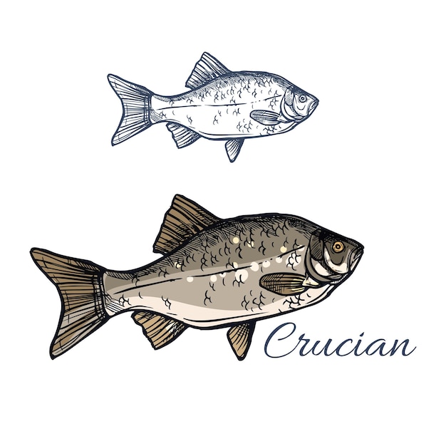 Crucian fish vector isolated sketch icon