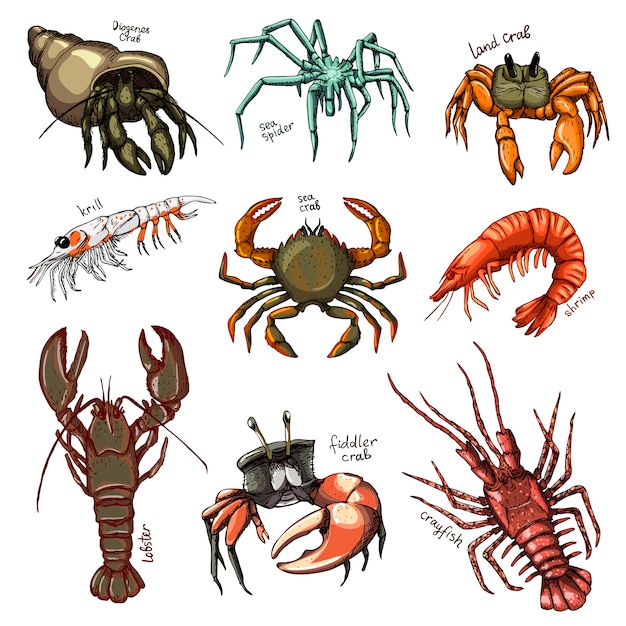 甲殻類のカニエビ海ロブスターとザリガニまたはザリガニシーフードイラスト甲殻類海の動物のエビの文字が白い背景で隔離のセット プレミアムベクター