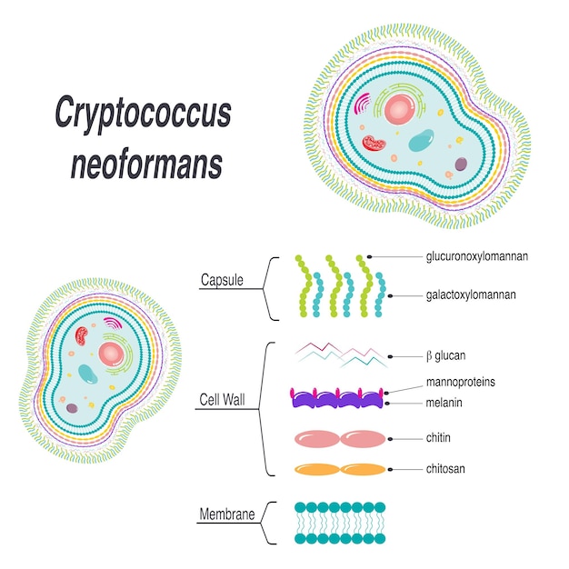 Cryptococcus neoformans membrane vector diagram