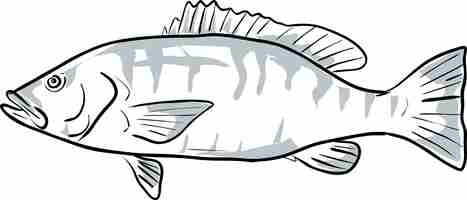 Vector cubera snapper fish gulf of mexico cartoon drawing