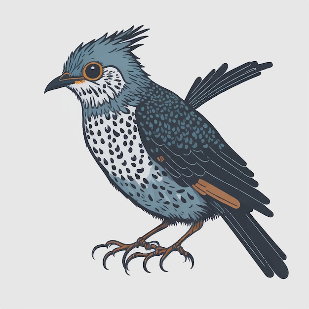 Cuckoo bird vector illustration isolated on a white background