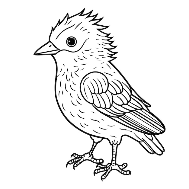 cuckoo coloring pages vector animals