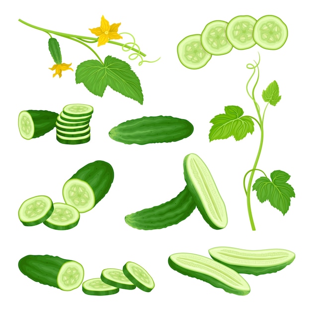 Vector cucumber crop with sliced elements and leaves vector set agricultural organic plant growing concept