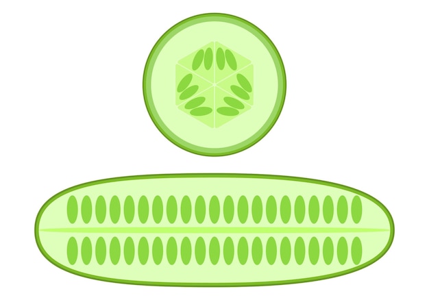 Vector cucumber and cucumber slices vector graphics on a white background healthy and delicious food