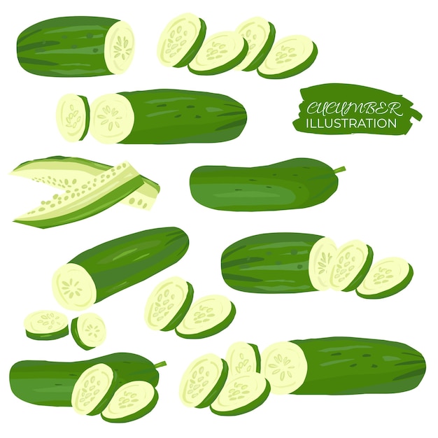 Vector cucumber illustration set