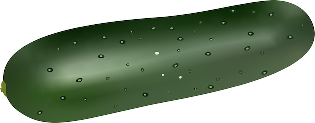 Vector cucumber isolated