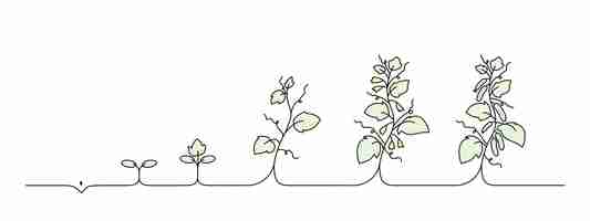 Vector cucumber stage growth growing cucumbers line art black line vector illustration editable stroke