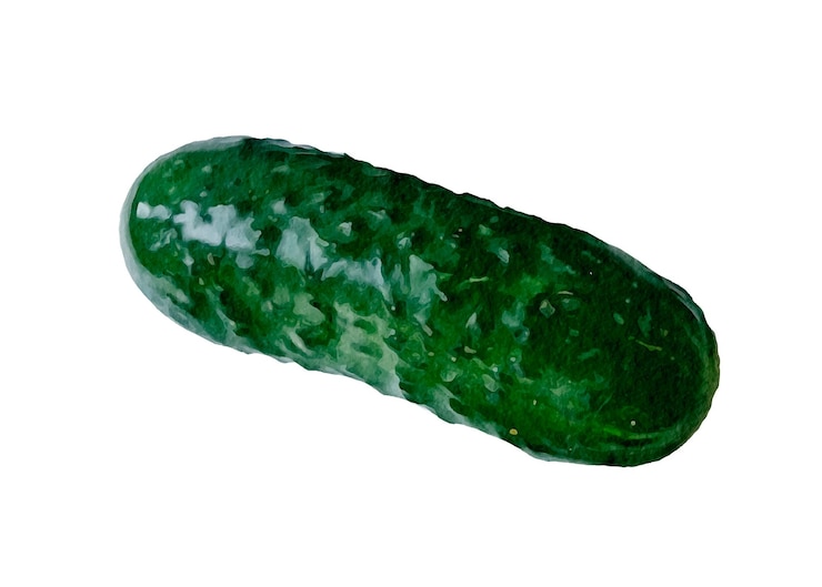 Vector cucumber vegetable harvest food watercolor isolated element