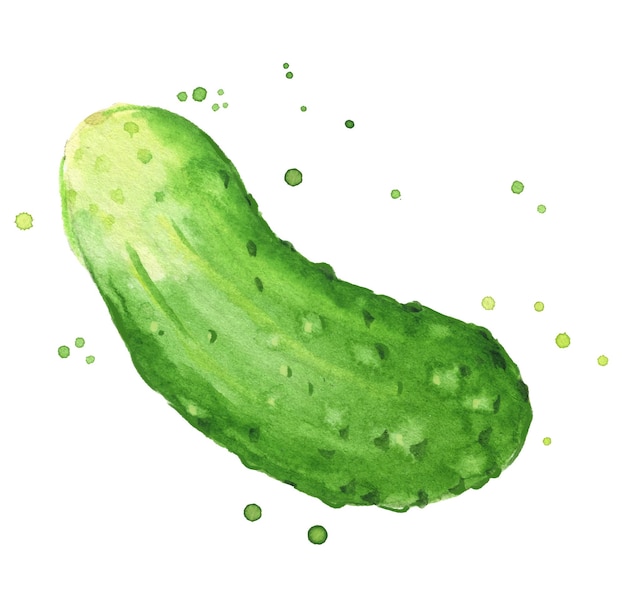 Vector cucumber watercolor illustration