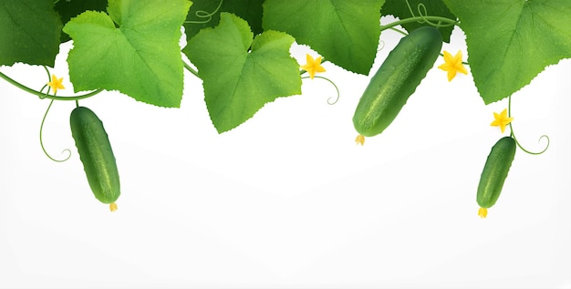 Cucumbers Plant Realistic Composition