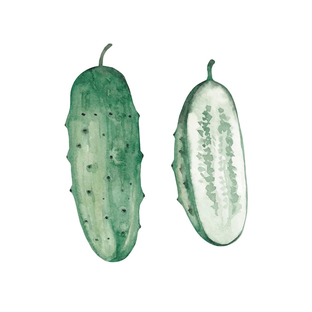 Cucumbers watercolor