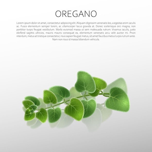 Culinaire specerijen Oregano Abstract vectorillustratie