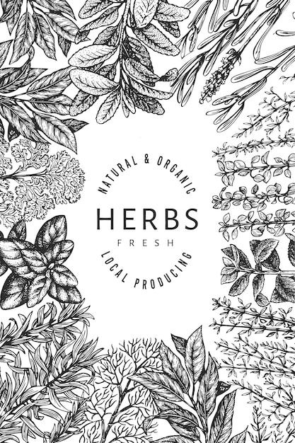 Culinary herbs banner template. hand drawn vintage botanical illustration. engraved style. vintage food background.