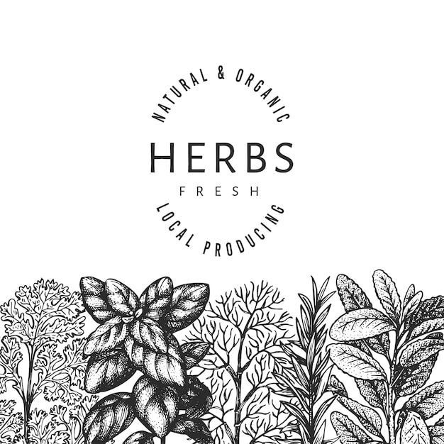 Culinary herbs banner template.