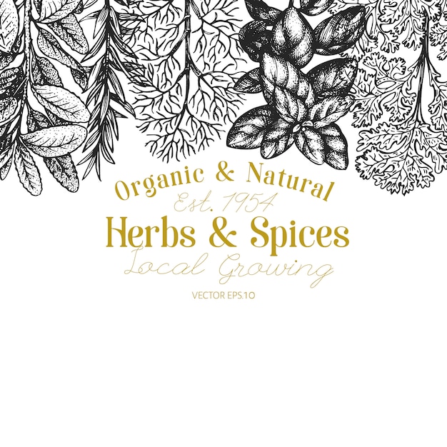 Culinary herbs and spices banner template.