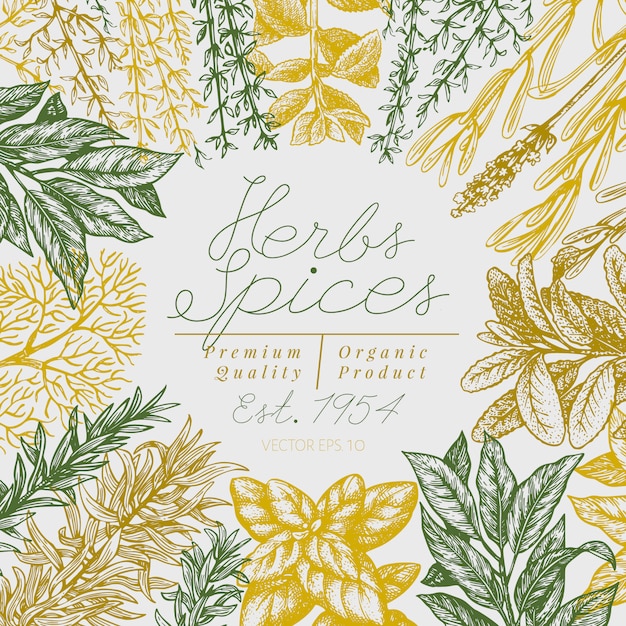 Culinary herbs and spices template. 