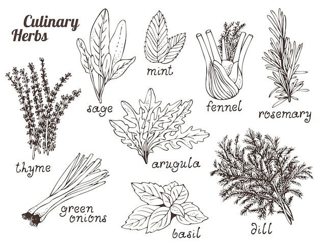 Vector culinary herbs on white background hand drawn set of herbs