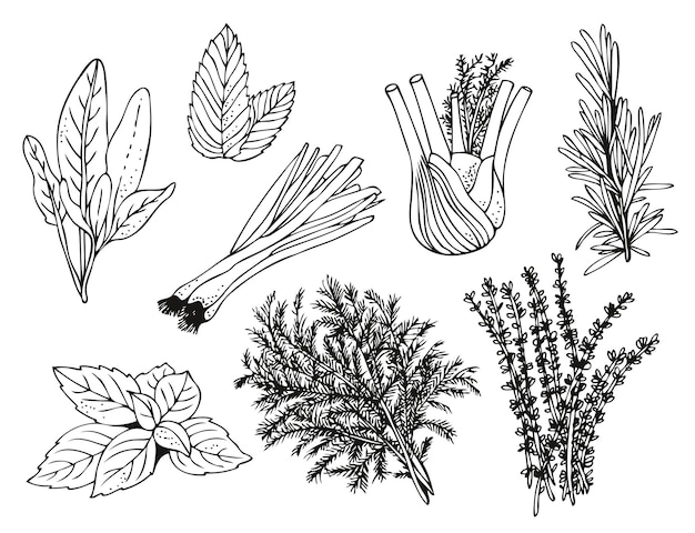 Vector culinary herbs on white background hand drawn set of herbs