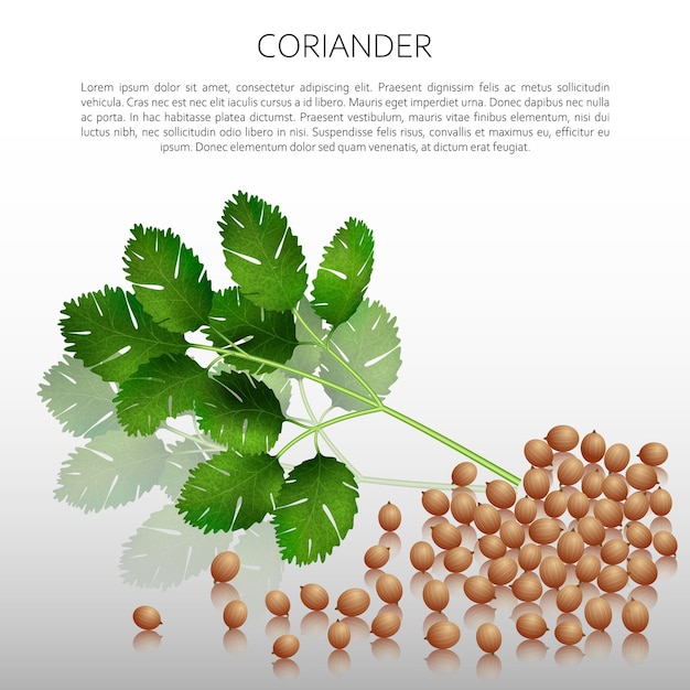 Culinary spices Coriander with grains Abstract vector illustration