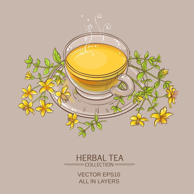 Cup of tutsan tea vector illustration