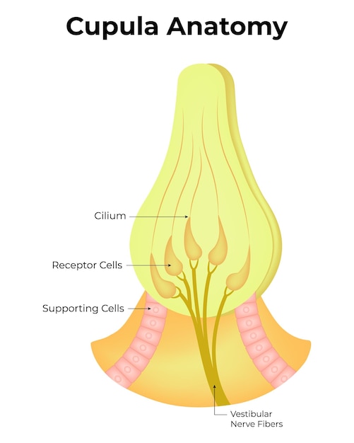 Illustrazione vettoriale dell'anatomia della cupola fibre del nervo vestibolare cellule recettoriali del cilium cellule di supporto