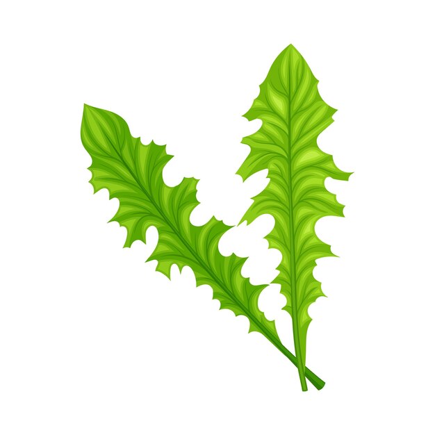 ベクトル curly frisee leaf vegetable or salad greens as plant with edible leaves vector illustration