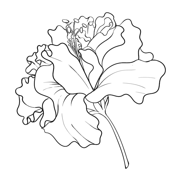 Vector curly hibiscus bud icon a large flower is drawn with lines outline