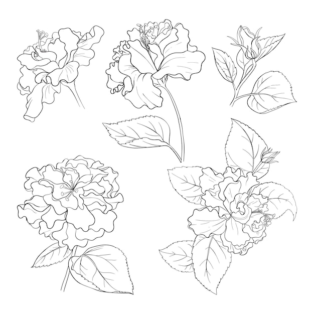 Curly hibiscus bud icons A large flowers are drawn with lines Outline