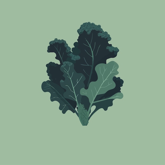 Curly kale dark green leaf vegetable Nature organic vegetable Kale