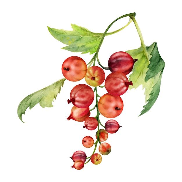 currant gooseberry cluster bunch raceme with leaves ripe garden berry casseille jostaberry juneberry