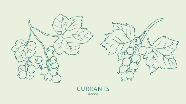 Vettore logo delle bacche di ribes ramo di ribes linea d'arte schizzo disegno illustrazione ribes