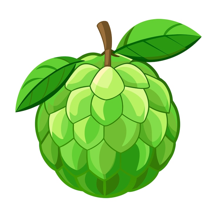 वेक्टर custard apple fruit