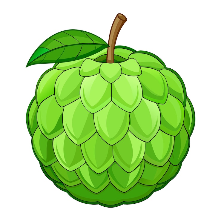 वेक्टर custard apple fruit