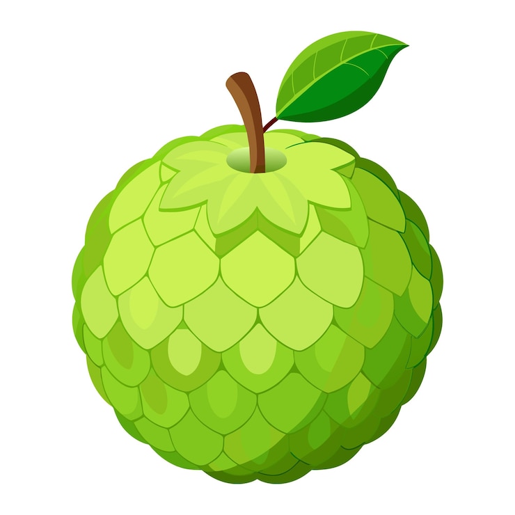 वेक्टर custard apple fruit