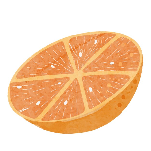 Premium Vector Cut half orange watercolor vector illustration