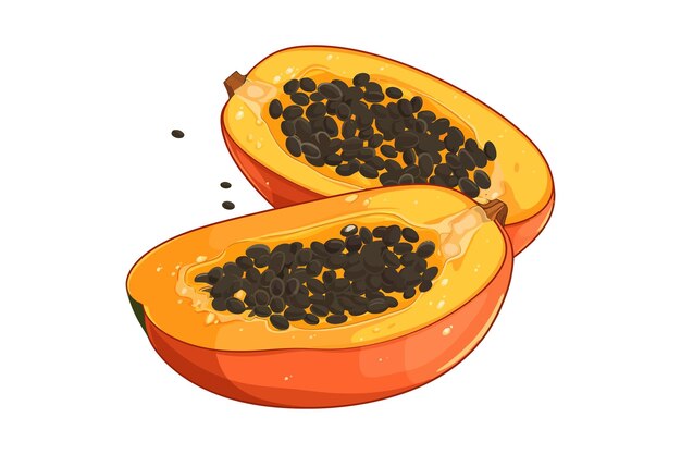 Cut papaya halves Vector cartoon flat elements isolated on background